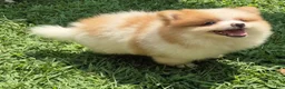 Pomeranian dogs for sale: Teddy  - Ad 3