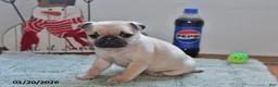 Pug dogs for sale: Billy - Ad 7