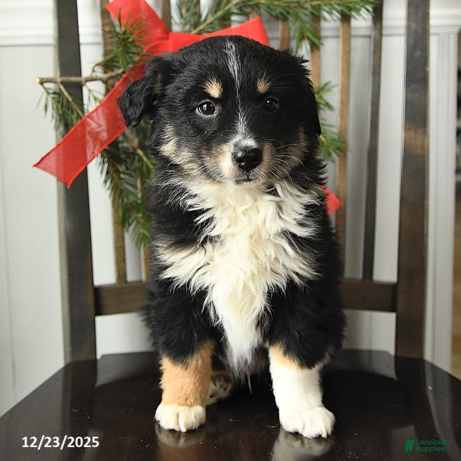 Miniature Australian Shepherd dogs Tootsie - Ad 38