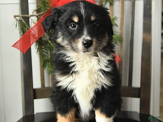 Miniature Australian Shepherd dogs Tootsie - Ad 11