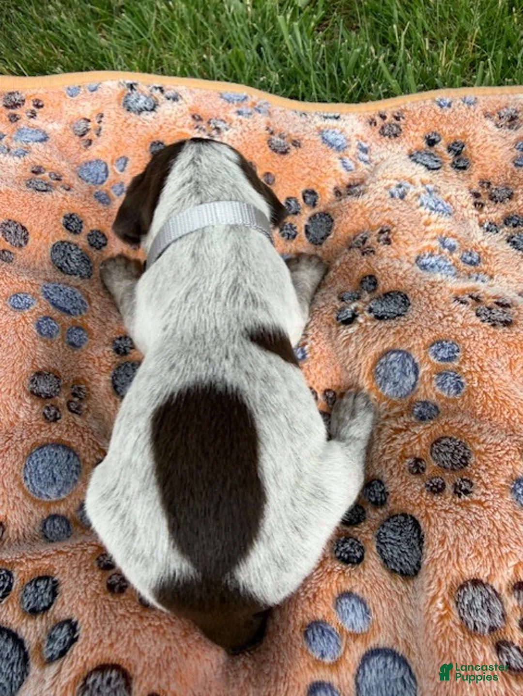 Wirehaired Pointing Griffon dogs for sale: Puppy 5 - Ad 1