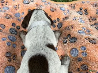 Wirehaired Pointing Griffon dogs Puppy 5 - Ad 9
