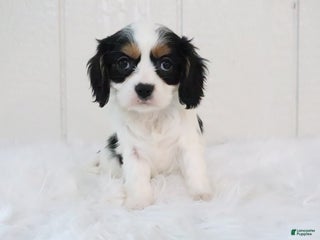 Cavalier King Charles Spaniel dogs Rosco - Ad 23