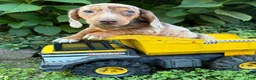 Dachshund dogs for sale: Finn - Ad 3