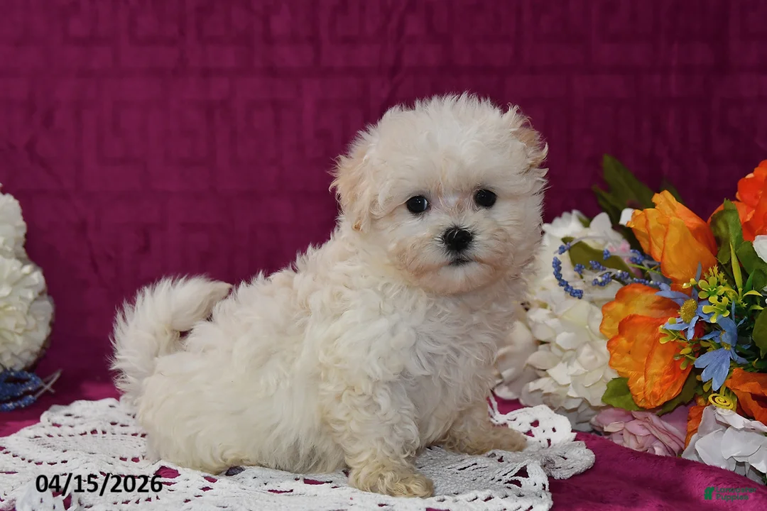 Maltipoo dogs for sale: Ellie - Ad 1