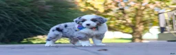 Miniature Australian Shepherd dogs for sale: Ruckus - Ad 1