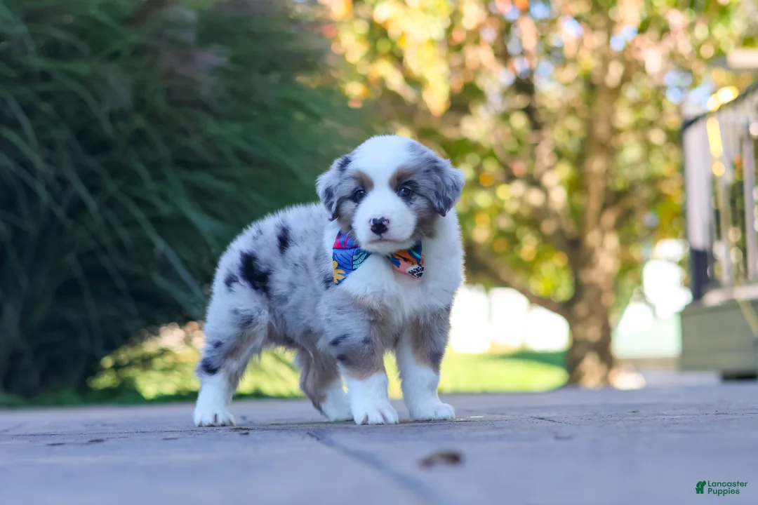 Miniature Australian Shepherd dogs for sale: Ruckus - Ad 1