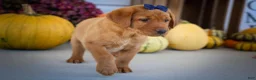 Labrador Retriever dogs for sale: NATHAN - Ad 3