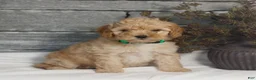 Miniature Poodle dogs for sale: Mateo  - Ad 3