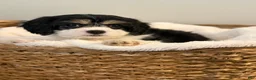 Mixed Breed dogs for sale: Cheyenne - Ad 1