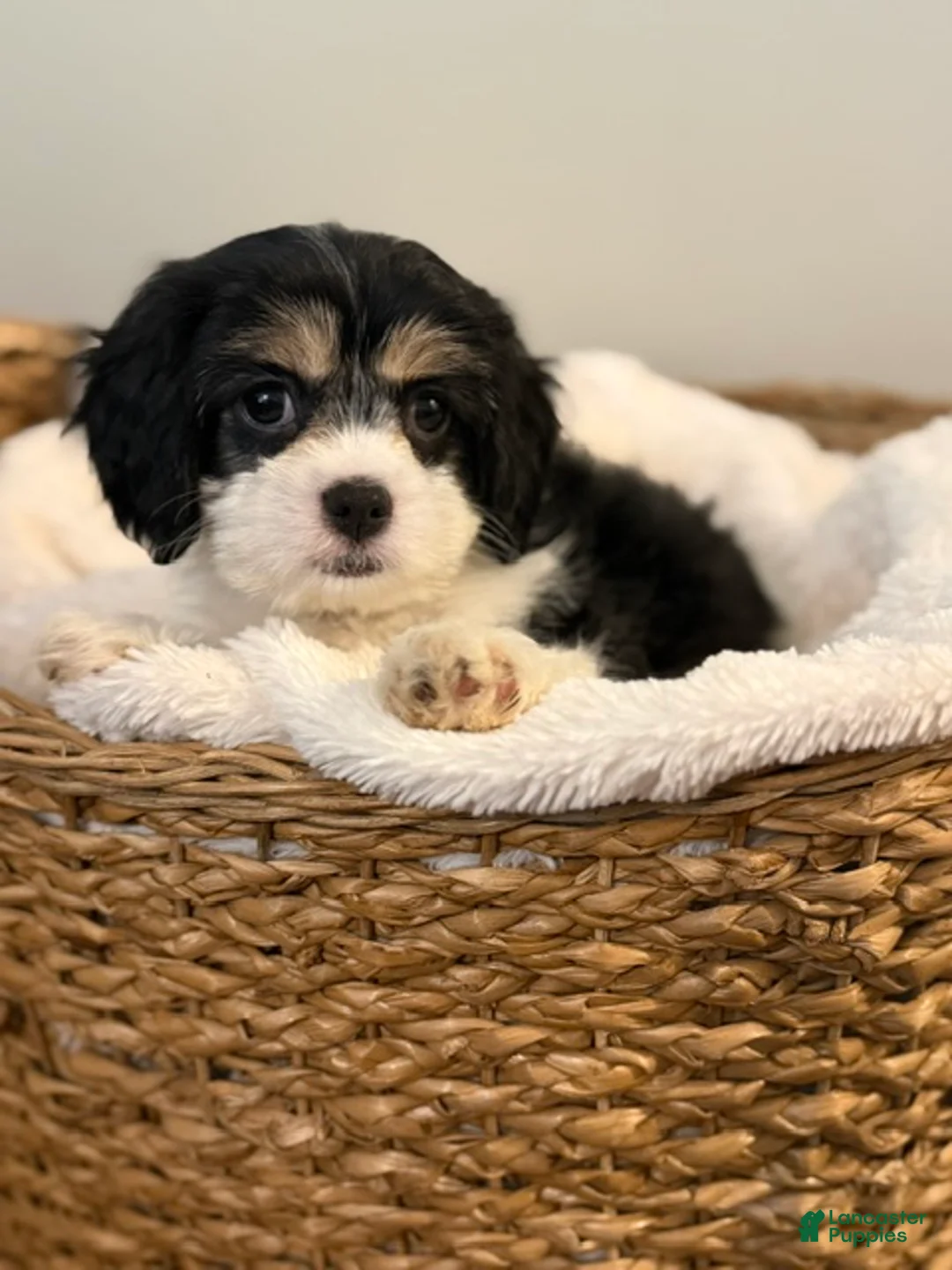 Mixed Breed dogs for sale: Cheyenne - Ad 1