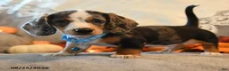Dachshund dogs for sale: Peter - Ad 3