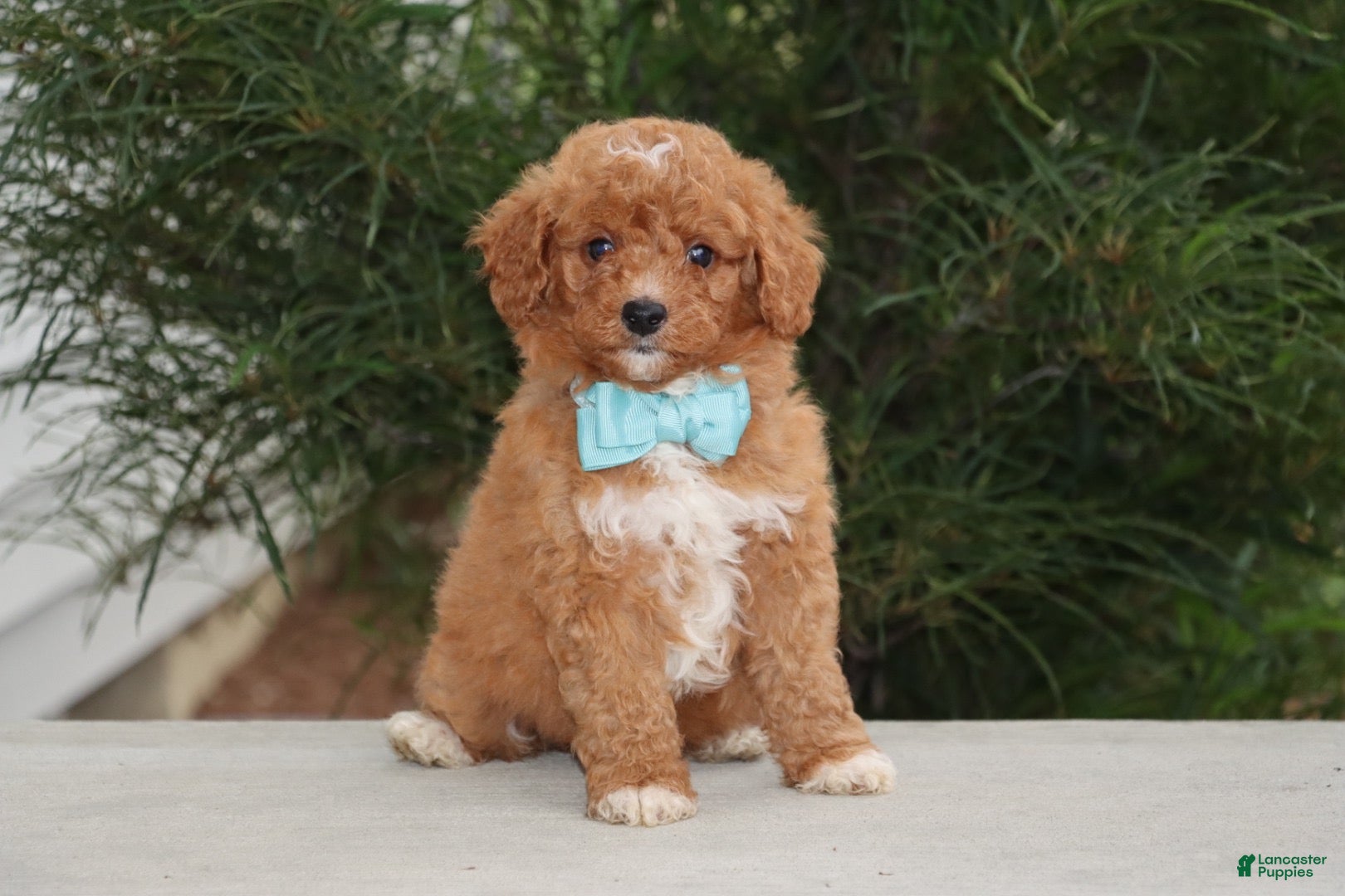 Mini Goldendoodle dogs Brody - Ad 1
