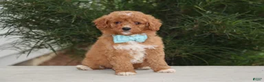 Brody