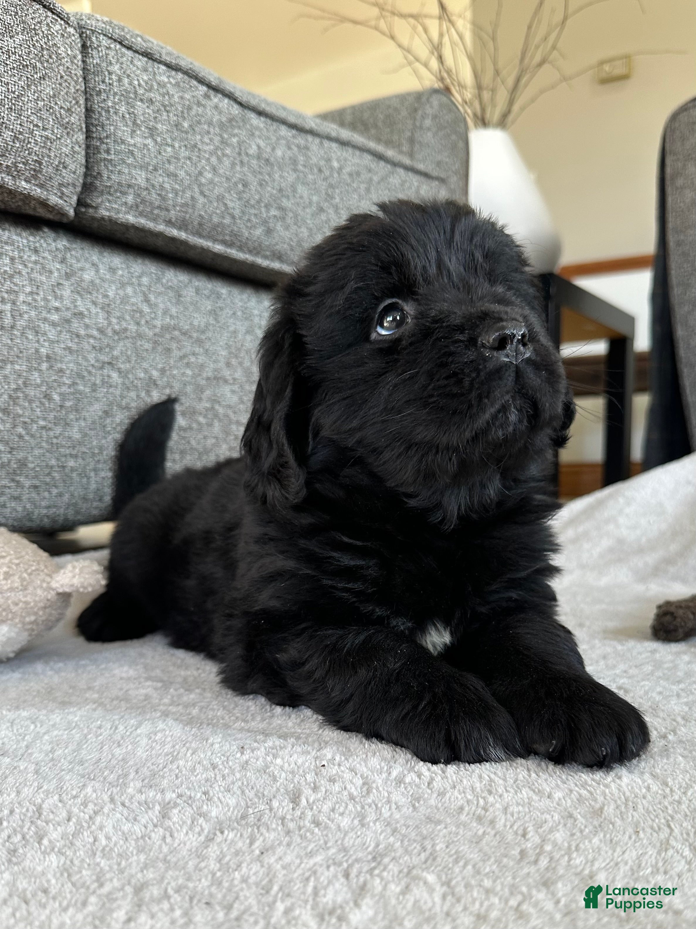 Newfoundland dogs AKC,OFA,CH, “ Lillie”  - Ad 2