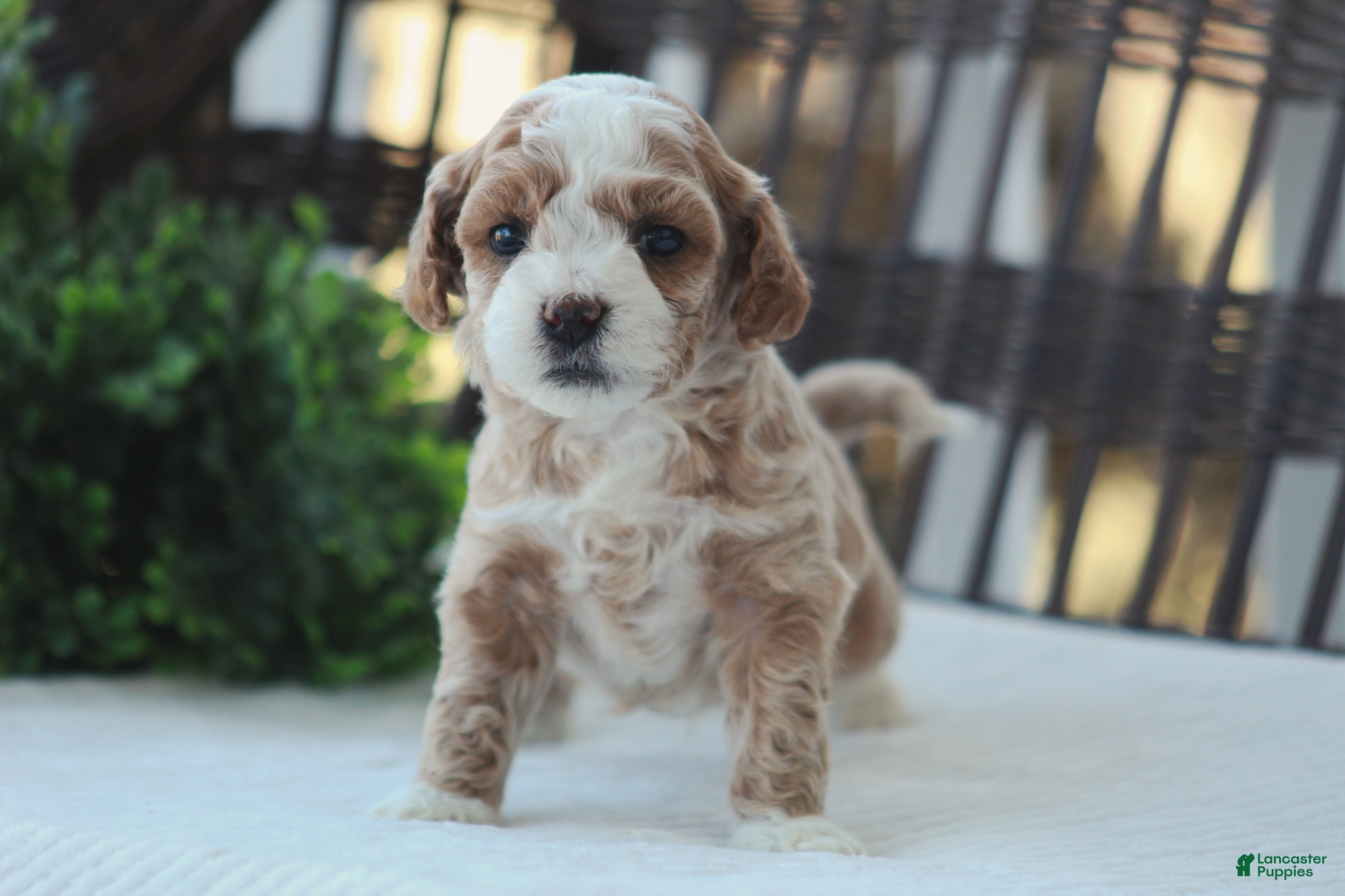 Bichpoo dogs Ace - Ad 2