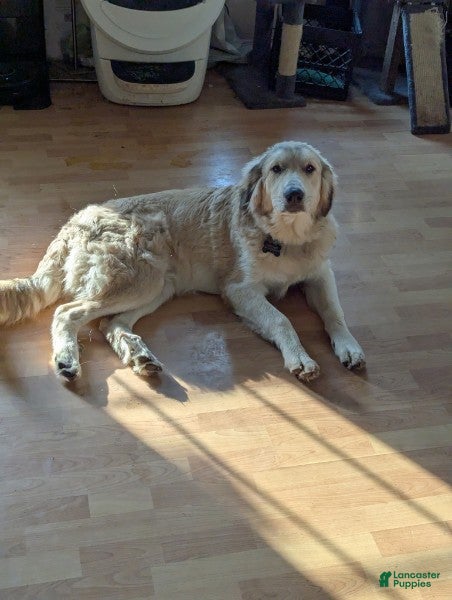 Mixed Breed dogs Claude - Ad 1