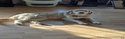 Mixed Breed dogs for sale: Claude - Ad 1