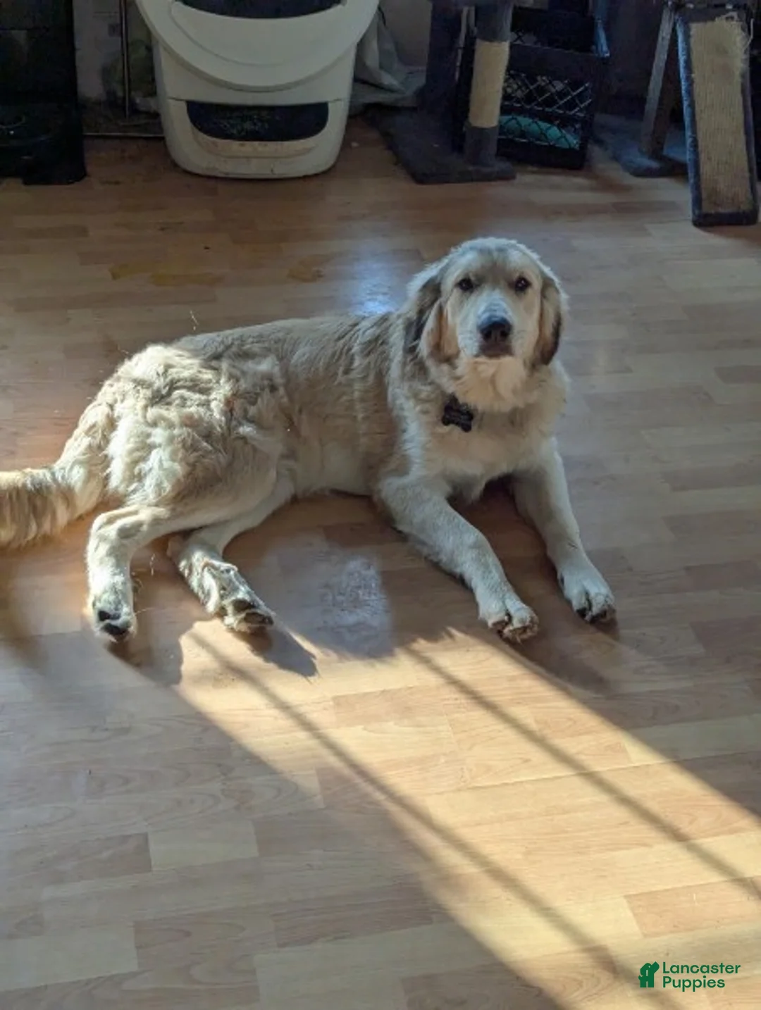 Mixed Breed dogs for sale: Claude - Ad 1