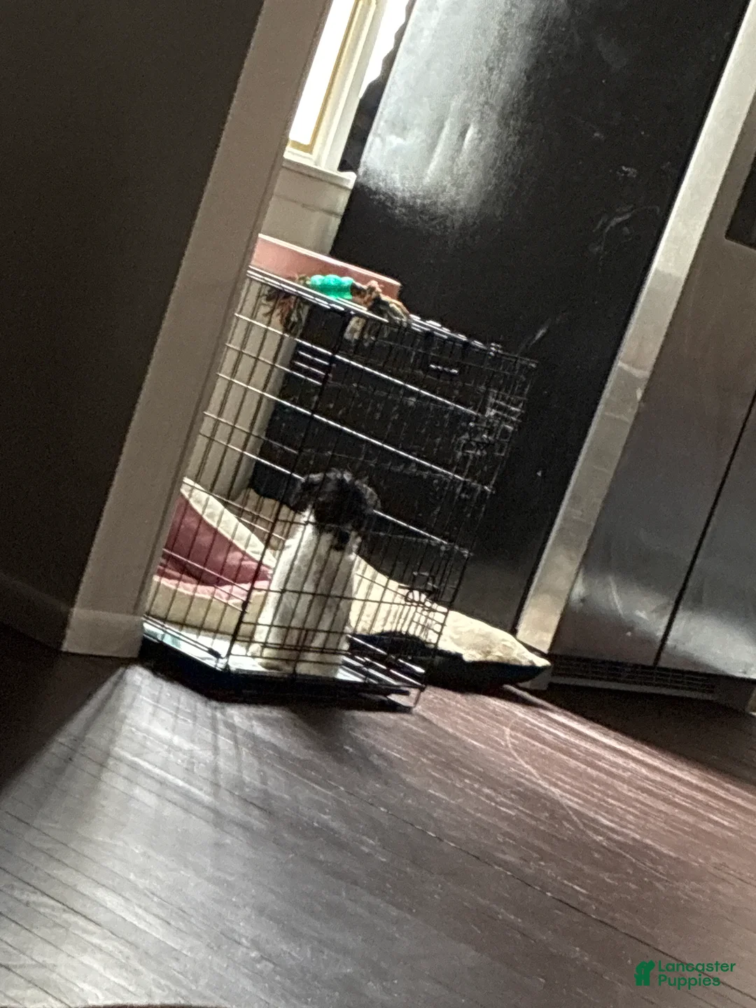 Jack Russell Terrier dogs for sale: Jack Russell Terrier Puppy 1 - Ad 1