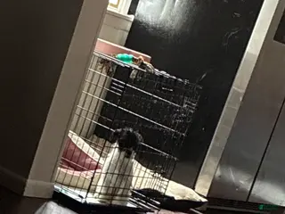 Jack Russell Terrier dogs Jack Russell Terrier Puppy 1 - Ad 33