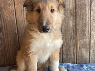 Collie dogs Carson - Ad 17