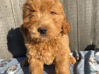 Mini Goldendoodle dogs Dagger - Ad 28