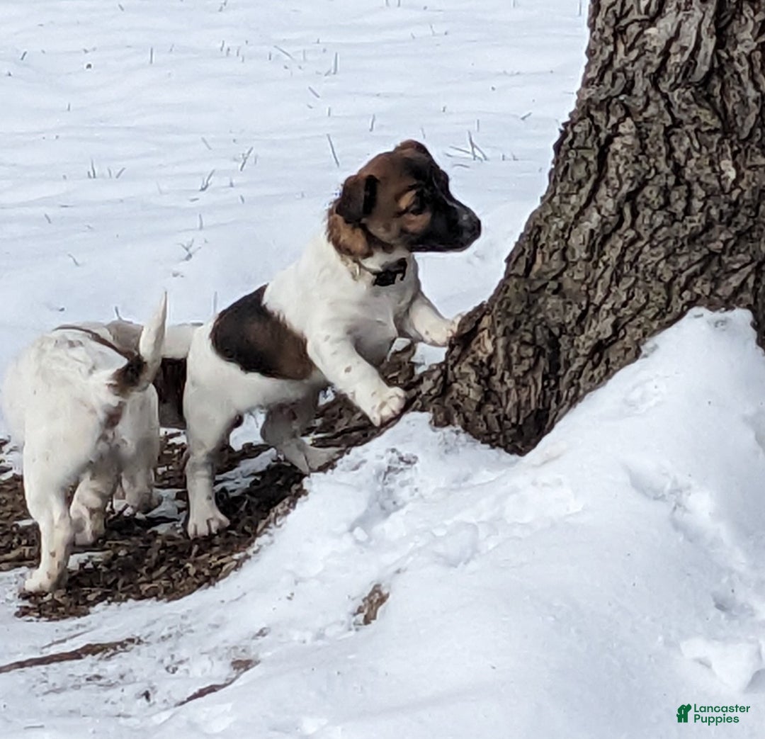 Jack Russell Terrier dogs for sale: Pepsi - Ad 5