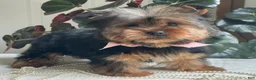 Yorkshire Terrier dogs for sale: Felicity - Ad 3