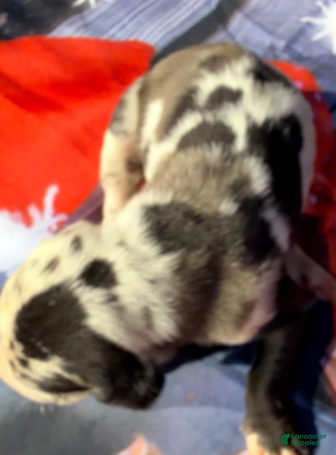 Great Dane dogs for sale: Vera - Black Harlequin - Ad 1