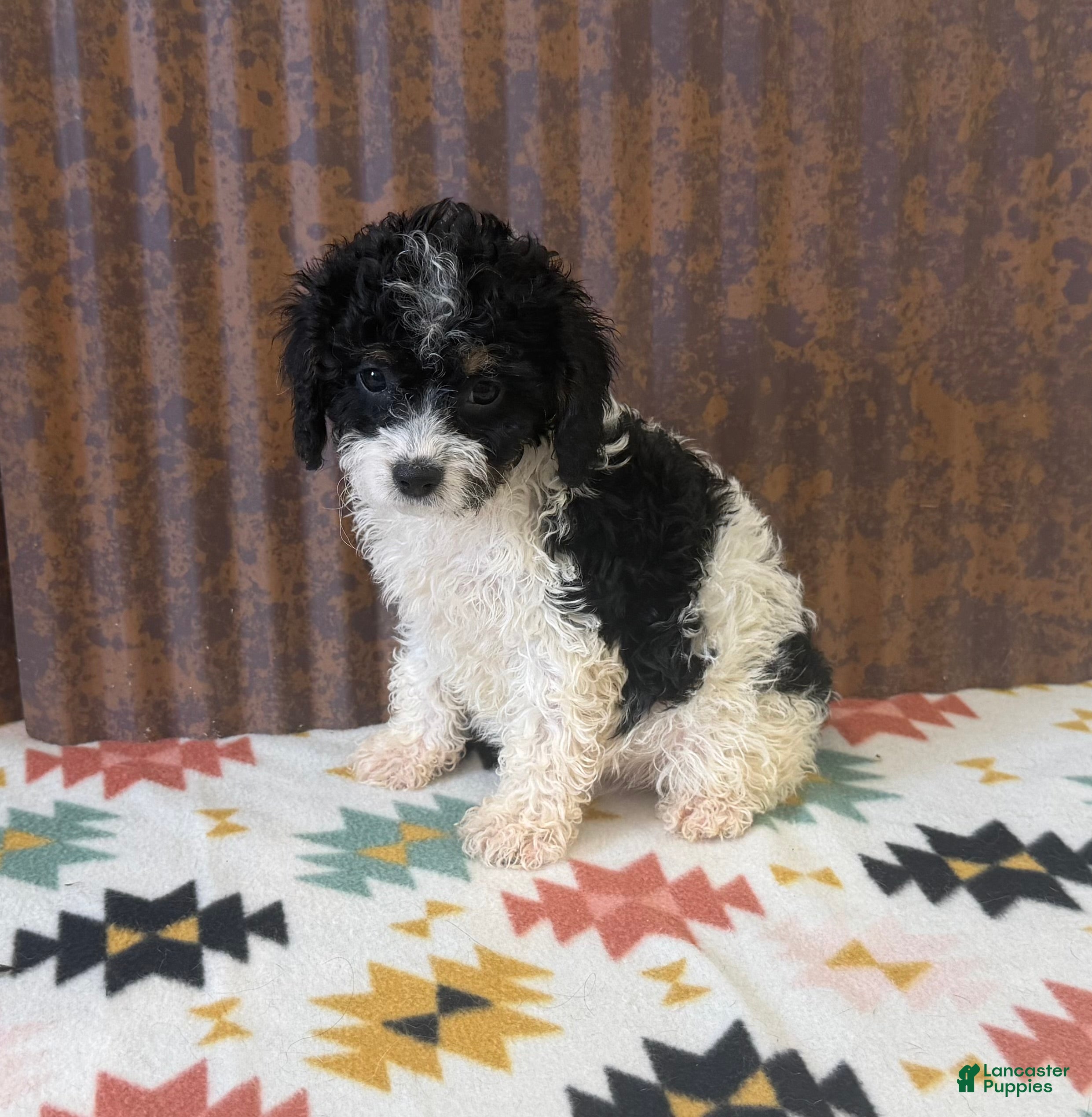 Cavapoo dogs Carley - Ad 42