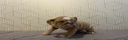 English Bulldog dogs for sale: Willow - Ad 6