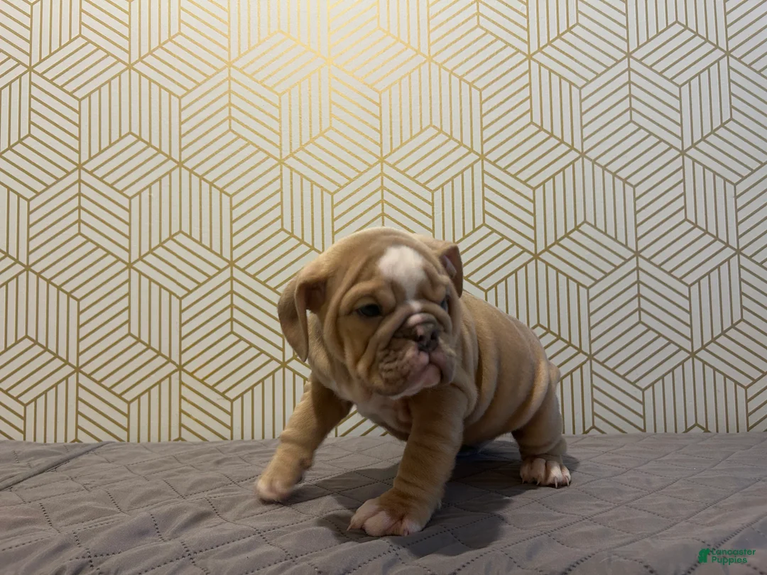 English Bulldog dogs for sale: Willow - Ad 6