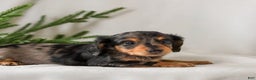 Miniature Dachshund dogs for sale: Ivy - Ad 4