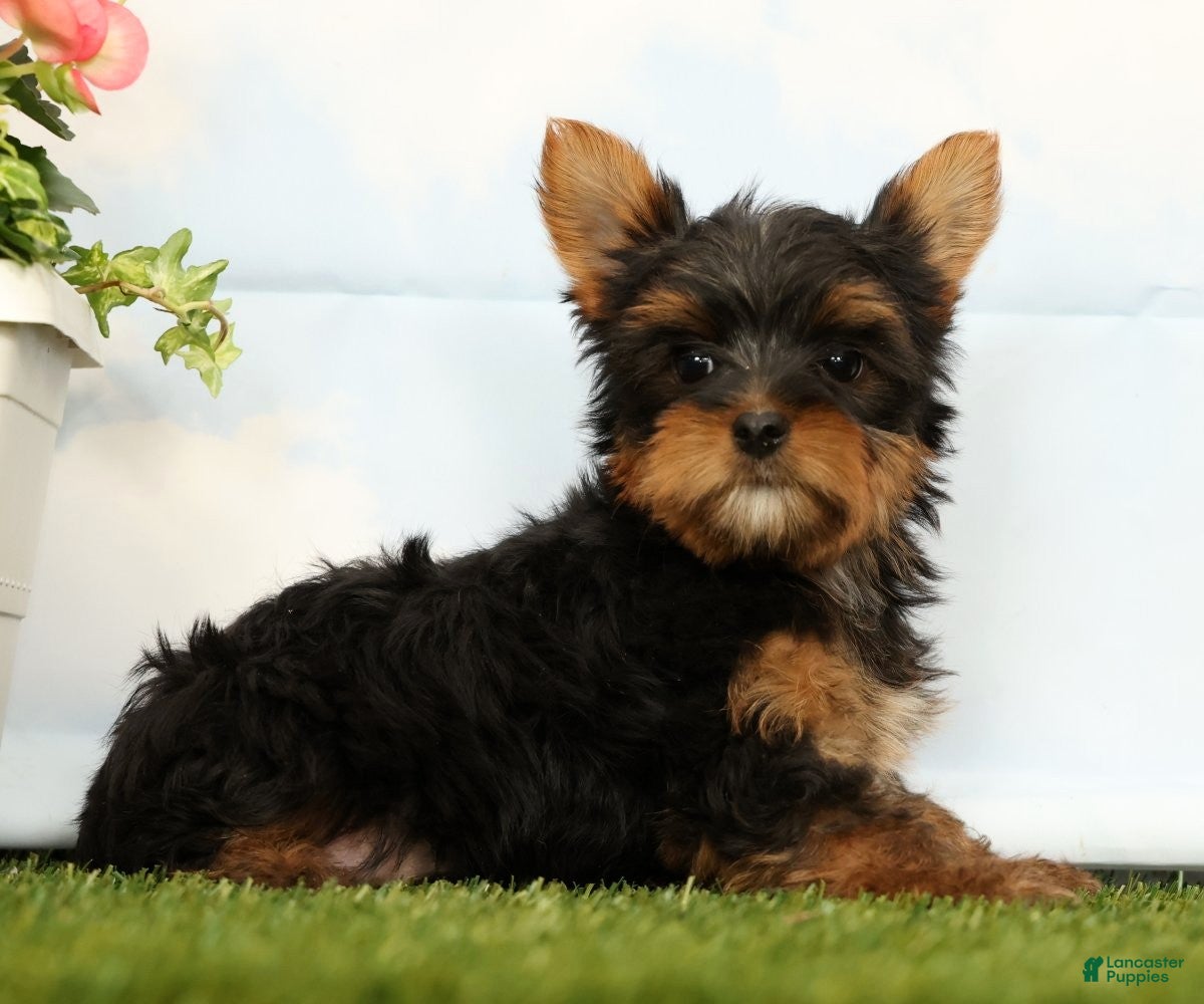 Yorkshire Terrier dogs Josie - Ad 2
