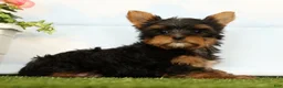 Yorkshire Terrier dogs for sale: Josie - Ad 2