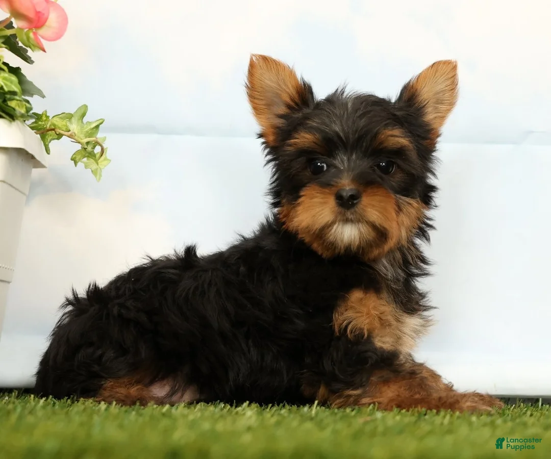 Yorkshire Terrier dogs for sale: Josie - Ad 2