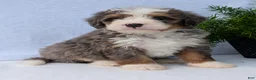 Mini Bernedoodle dogs for sale: Mini Bodie  - Ad 15