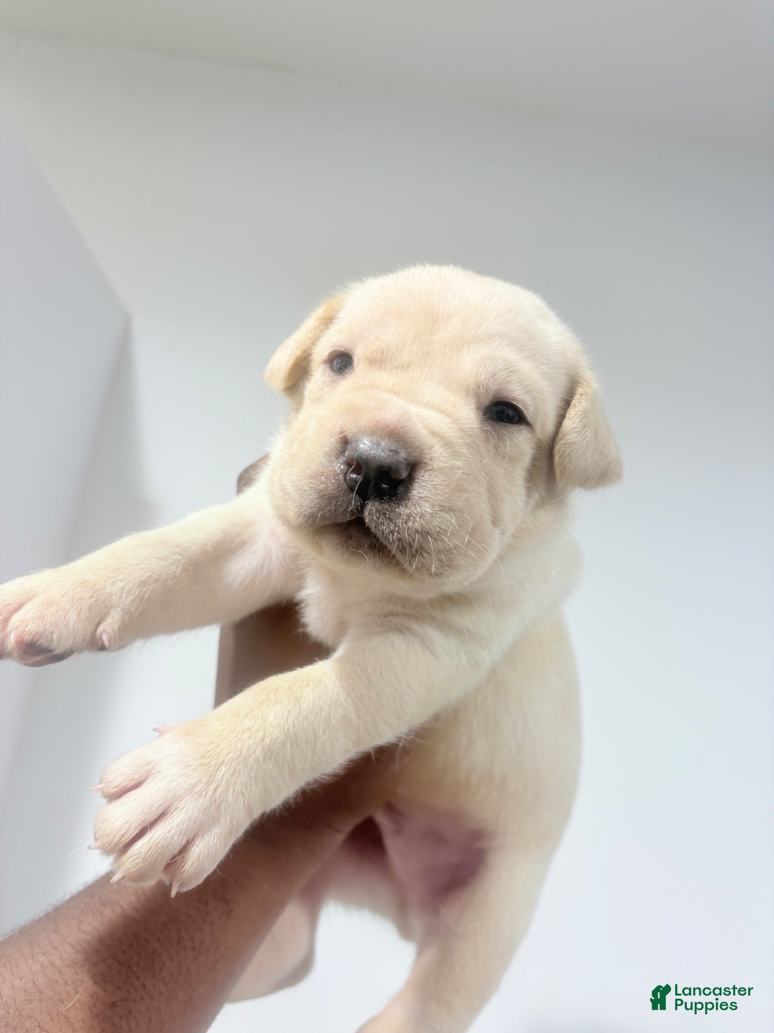 Cane Corso dogs Cane Corso 7 - Ad 1