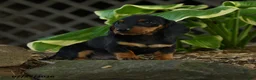 Miniature Dachshund dogs for sale: Dillon - Ad 3