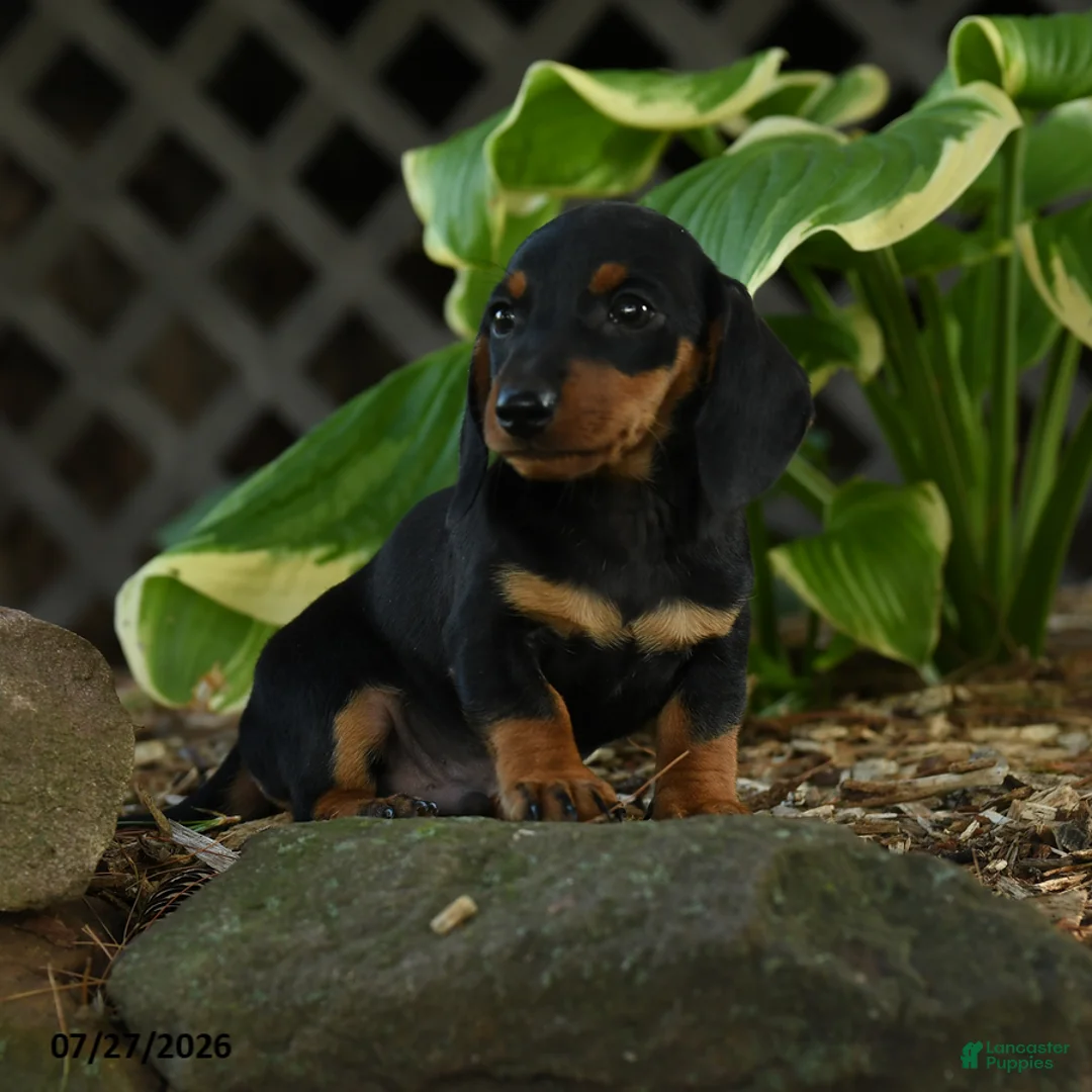 Miniature Dachshund dogs for sale: Dillon - Ad 3