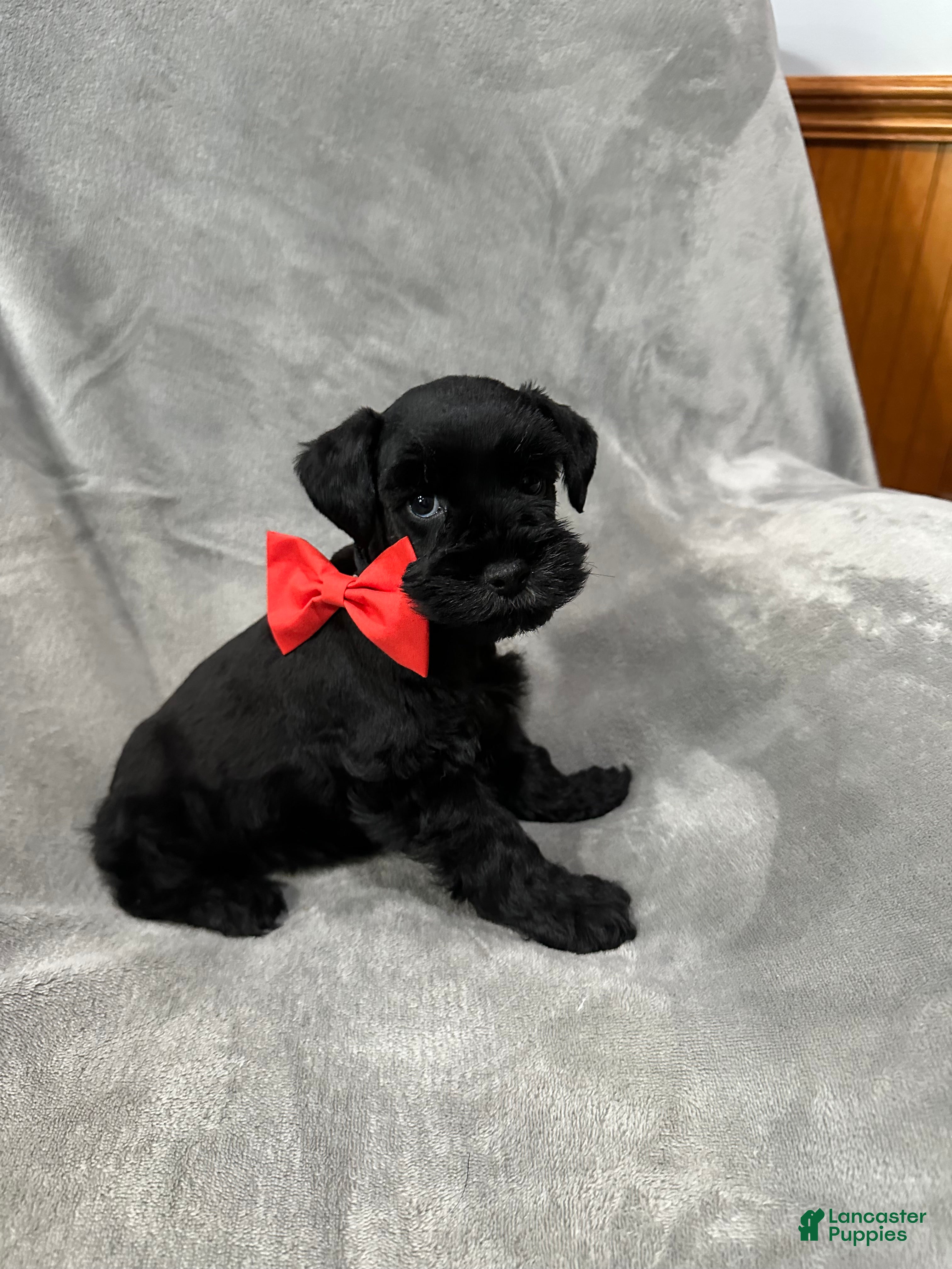 Miniature Schnauzer dogs for sale: Archie  - Ad 31