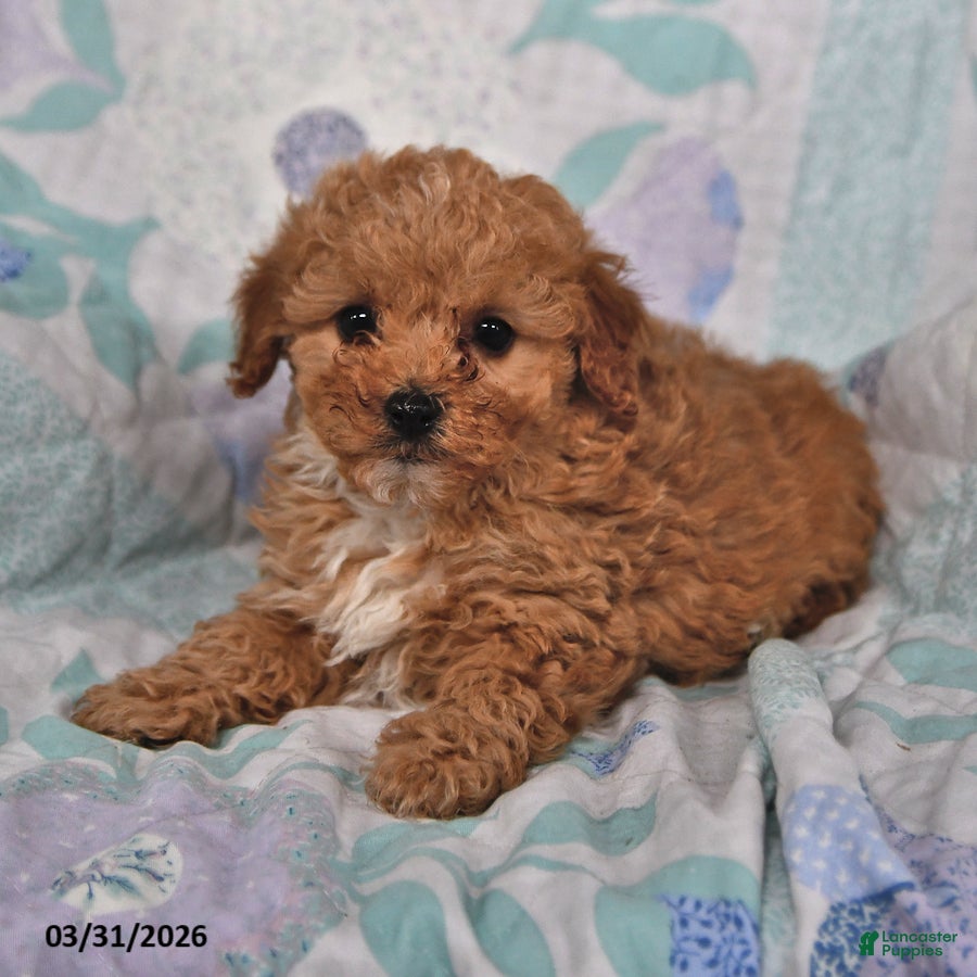 Cavapoo dogs Patrick - Ad 2