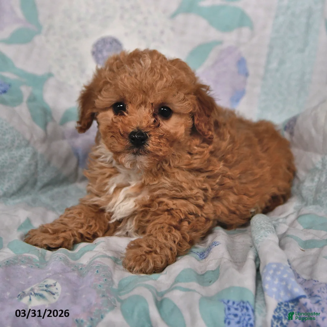 Cavapoo dogs for sale: Patrick - Ad 2