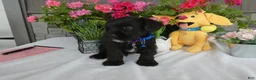Miniature Schnauzer dogs for sale: Miniature Schnauzer 2 Toby - Ad 3