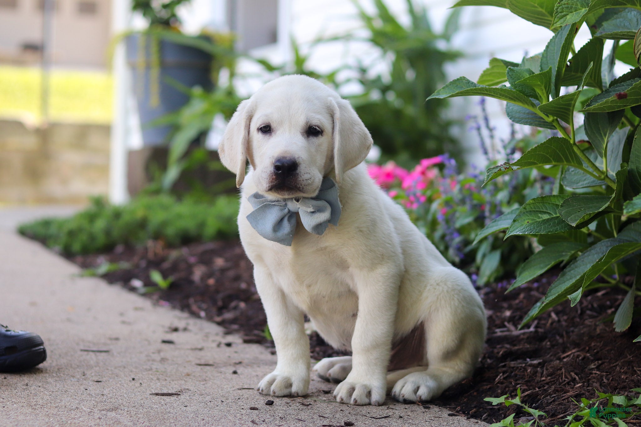 Labrador Retriever dogs Stormy - Ad 2