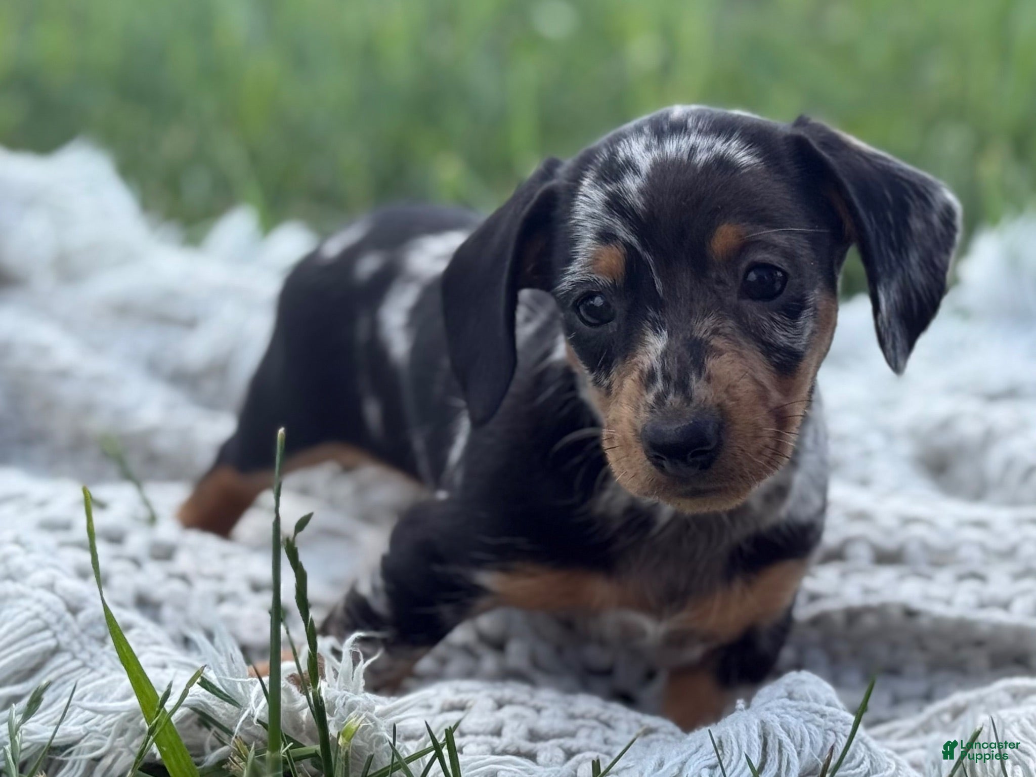 Miniature Dachshund dogs Gloria - Ad 2
