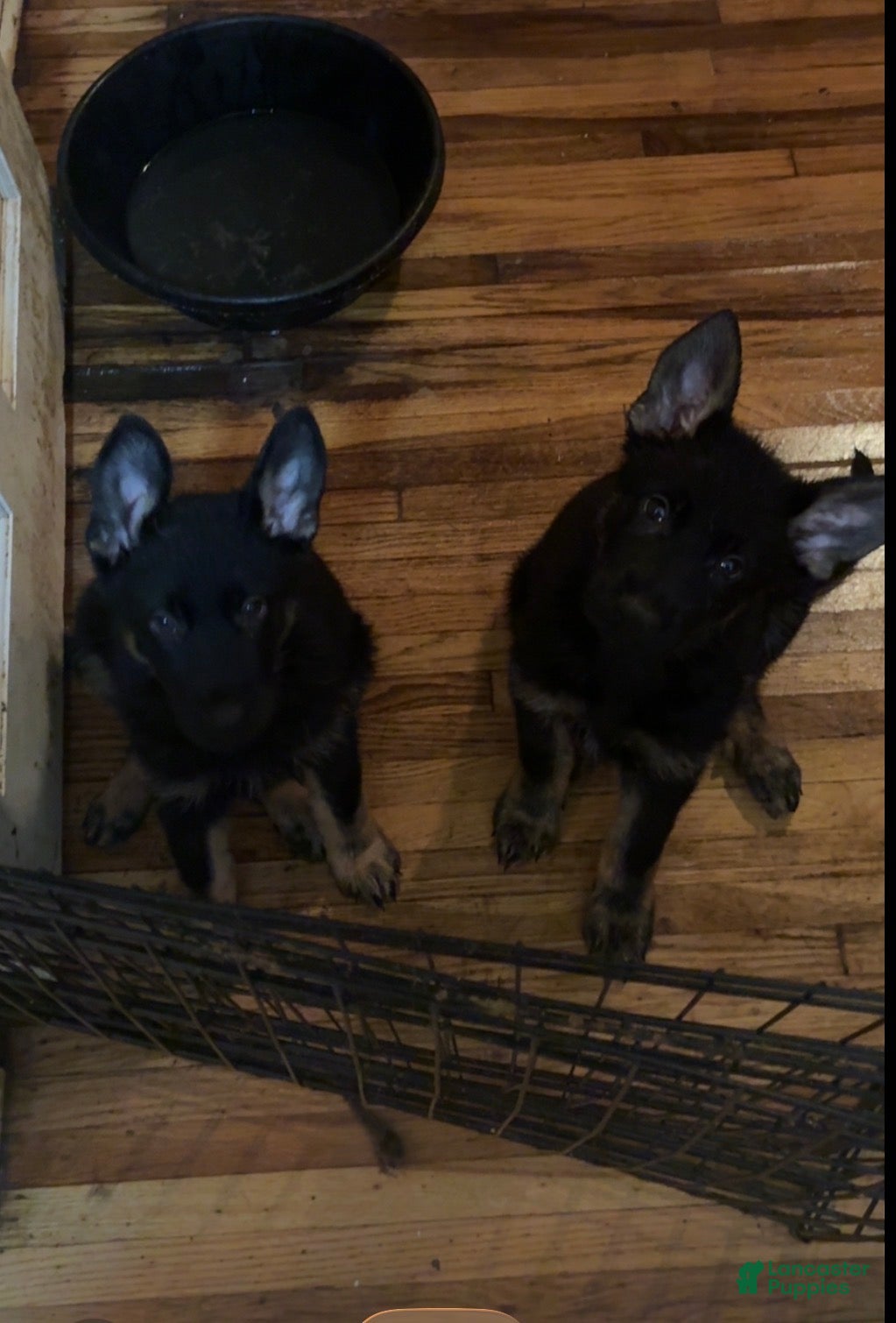 German Shepherd dogs White Collar - Ad 2