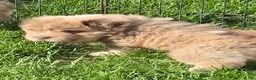 Shar Pei dogs for sale: Norah  - Ad 4