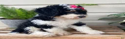 Mini Bernedoodle dogs for sale: Bubbles- mini/ medium - Ad 3